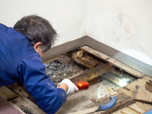 Best Professional Mold Removal  in Sheldon, TX