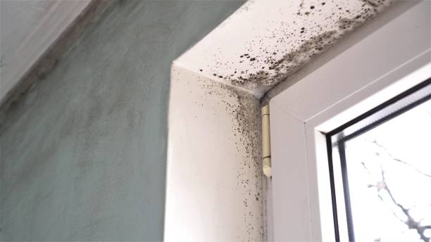 Best Attic Mold Removal  in Sheldon, TX
