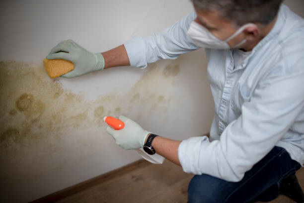 Home Mold Removal in Sheldon, TX