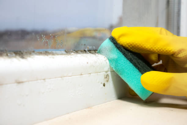 Best Black Mold Removal  in Sheldon, TX