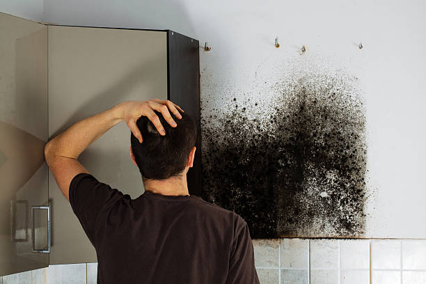 Best Certified Mold Removal  in Sheldon, TX