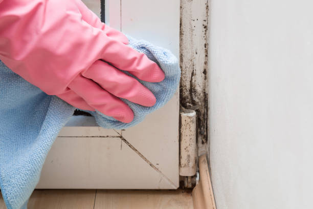 Best Office Mold Removal Services  in Sheldon, TX